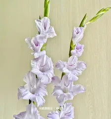 Analysis of the Cold Tolerance and Low Temperature Endurance of Gladiolus (Growth Conditions and Suitable Planting Climate of Gladiolus under Low Temperature Conditions)