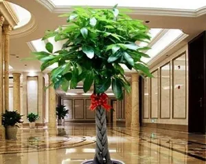 Watering frequency of the little fortune tree (How to scientifically care for the little fortune tree)