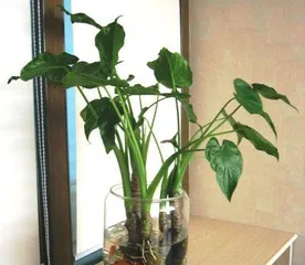 Drooping anthurium cutting techniques and precautions (How to successfully propagate drooping anthurium?)