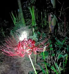 Lotus Flower Across the River – Symbolism and Flower Language (Blooming at the other end of life, expressing the belief of never giving up)