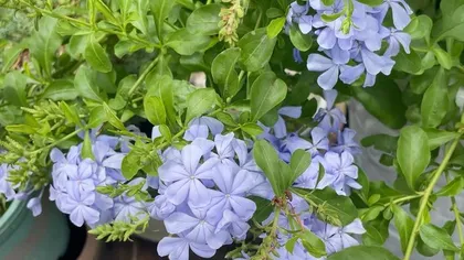 Maintenance Methods for Plumbago After Flowering (How to Deal with Wilting Problem of Plumbago After Flowering) 3