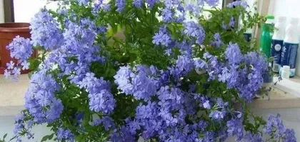 How to Care for Plumbago auriculata (Does it need to be watered daily?) 1