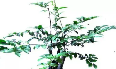 黑骨茶盆景的养护与注意事项（打造健康美丽的黑骨茶盆景）1