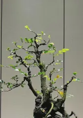 黑骨茶盆景的养护与注意事项（打造健康美丽的黑骨茶盆景）2