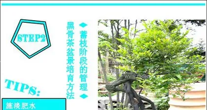 黑骨茶盆景的养护与注意事项（打造健康美丽的黑骨茶盆景）3
