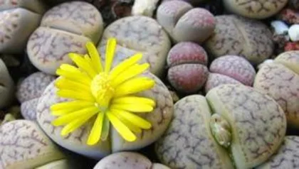 How often to water Lithops, master the optimal amount of water, let the plant bloom vitality