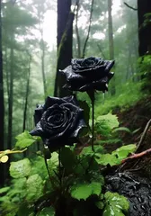 Rose Care Tips 1