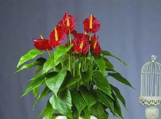 红掌什么时候开花,红掌花期的奥秘与养护技巧”2
