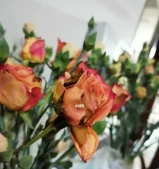 Rose Care Tips 3