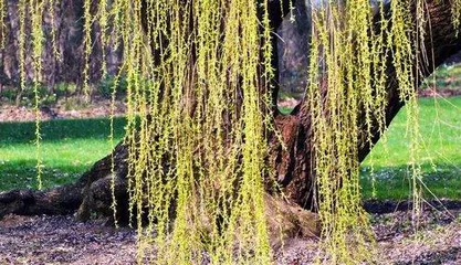 Are Maple Trees Gymnosperms? – An Analysis of Maple Tree Classification from a Botanical Perspective 1