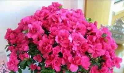 How to Fertilize Rhododendrons?, Scientific Cultivation, Blooming Beauty2