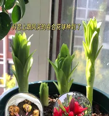 Care Methods for Potted Lilies (Easily Cultivating Beautiful Potted Lilies) 3