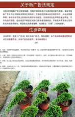 Juniper Bonsai Care and Management (How to Properly Care for Juniper Bonsai)1