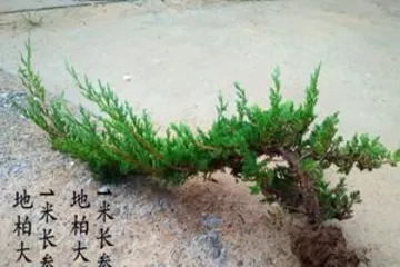 Juniper Bonsai Care and Management (How to Properly Care for Juniper Bonsai)3