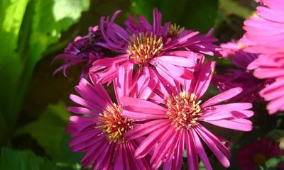 Aster Indoor Care Guide (A beautiful flower suitable for indoors, learn in detail how to care for your Aster) 1