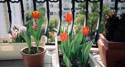 How to deal with tulips after flowering, Tulip post-blooming care and bulb storage guide 3