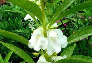 如何科学浇水养护凤仙花？（凤仙花浇水时间、浇水量、浇水方式详解）3