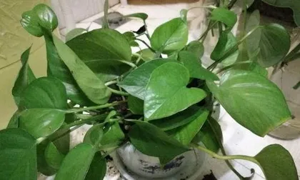 How to Divide Pothos: Easily Master the Art of Propagating Houseplants