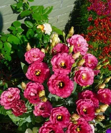 Which flowers do not need topping, these flowers naturally bloom with beauty