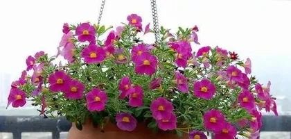 Which flowers don