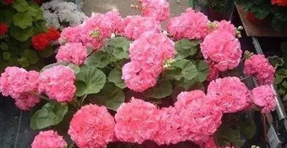 Which flowers don