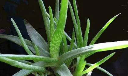 If you want to use the aloe vera leaf, here is a revelation of the magical uses and methods of the aloe vera leaf.