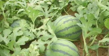 How to grow watermelon seeds? A practical guide from seed selection to harvest