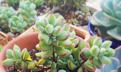 How to grow Fuying succulents: Detailed explanations of light, water, soil, and propagation techniques