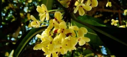 When does osmanthus bloom, In the season when osmanthus blooms