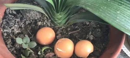 What kind of flowers are suitable for eggshell flower fertilizer? Full analysis of applicable flower types and usage methods