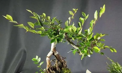 A Comprehensive Guide to Cultivating Elm Tree Stumps (Detailed Explanation of Care, Methods, Precautions, etc.)