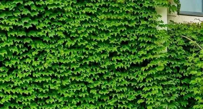 Meet the plant that looks similar to the climbing ivy—Bamboo (Exploring the characteristics and growth environment of Bamboo)
