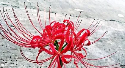 The Feng Shui of Nymphaea lotus (Precautions for Growing Nymphaea lotus and Its Feng Shui Effects)