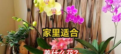 What kind of flowers are suitable for a home, selecting beautiful plants suitable for home cultivation