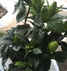 What are the parts of gardenia leaves, and an analysis of the growth mysteries of gardenia leaves