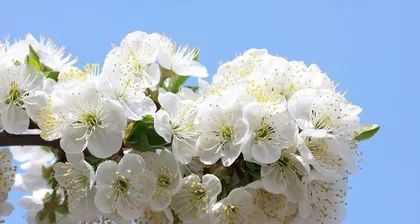 Cherry Blossom Season and Related Knowledge (Exploring the blooming period, meaning, and cultivation techniques of cherry blossoms)