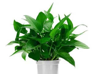 Essential for New Home Renovation (15 Plants to Effectively Remove Indoor Formaldehyde, Making Your New Home Healthier)