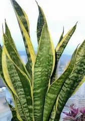 Detailed Explanation of the Flowering Period and Conditions of Tiger Orchid (Duration of Flowering Period, Temperature, Light, Moisture, and Other Factors Affecting Flowering)