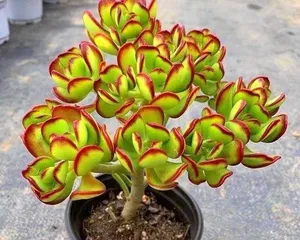 The Ultimate Care Guide for Dachuma Pearl Succulents (Create a Unique Succulent Garden and Make Your Home More Beautiful)