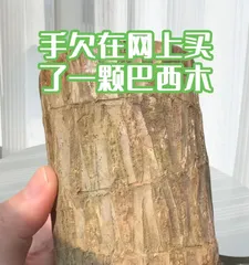 Mastering the Watering Techniques of Zamioculcas (Correct Watering for Healthier Zamioculcas)