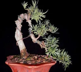 How to prune Bonsai Podocarpus, a comprehensive analysis of Bonsai Podocarpus pruning techniques