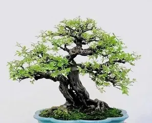 How to prune an maple bonsai, pruning techniques and care tips for maple bonsai