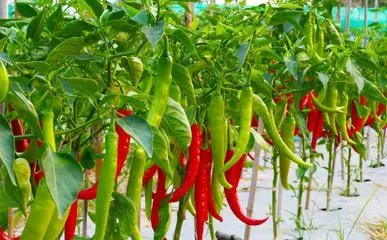 Is chili a herbaceous plant? (Unveiling the true identity of chili, scientific analysis of chili classification)
