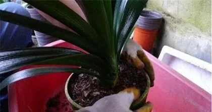 How to repot Clivia Miniata, detailed techniques and precautions for repotting