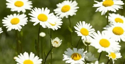 The blooming period of a daisy (daisies can be seen all year round, do you know their blooming period?)