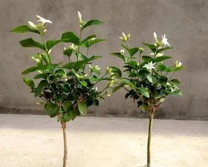 How does jasmine spend the winter, warm winter, bloom spring essence