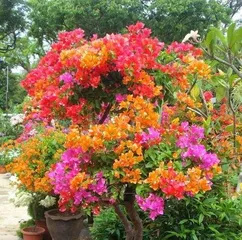 What kind of tree can be grafted with bougainvillea? Choose suitable rootstock to enhance survival and ornamental value