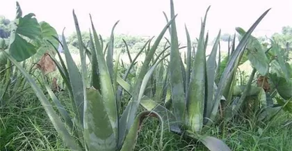 Aloe Varieties and Their Characteristics (Exploring the Diversity and Application Value of Aloe)