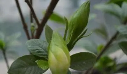 When do gardenias form flower buds, revealing the secrets of gardenia bud growth and care tips2