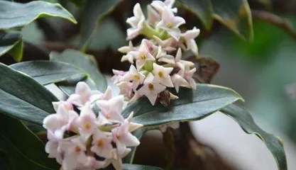 What is the meaning of Daphne, auspicious and wishful.